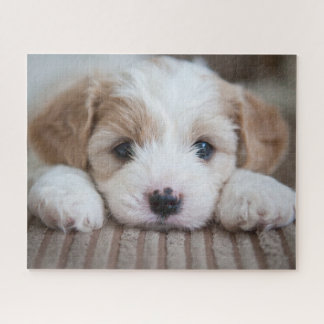 Niedliche Kleintiere | Cavashon Puppy