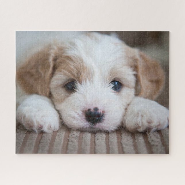 Niedliche Kleintiere | Cavashon Puppy (Horizontal)