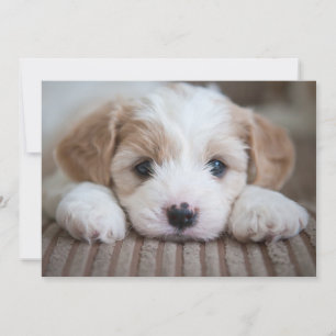 Niedliche Kleintiere   Cavashon Puppy Dankeskarte