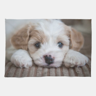Niedliche Kleintiere | Cavashon Puppy Geschirrtuch