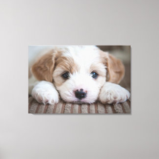 Niedliche Kleintiere | Cavashon Puppy Leinwanddruck