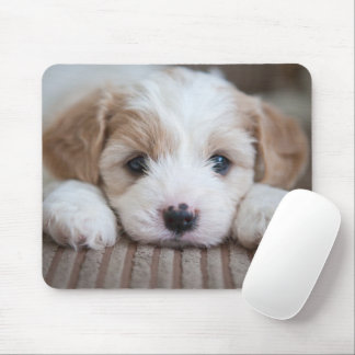 Niedliche Kleintiere | Cavashon Puppy Mousepad