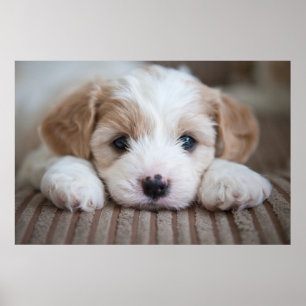 Niedliche Kleintiere Cavashon Puppy Poster