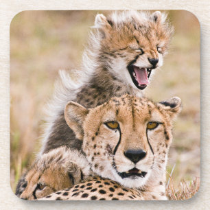 Niedliche Kleintiere Cheetah Cat & Cub Getränkeuntersetzer