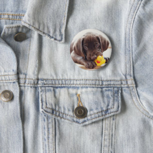 Niedliche Kleintiere   Chocolate Labrador Puppy Button