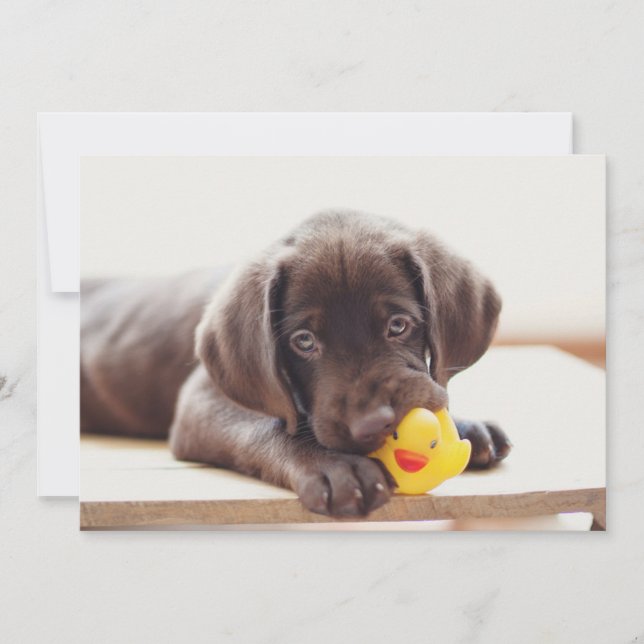 Niedliche Kleintiere | Chocolate Labrador Puppy Dankeskarte (Vorderseite)