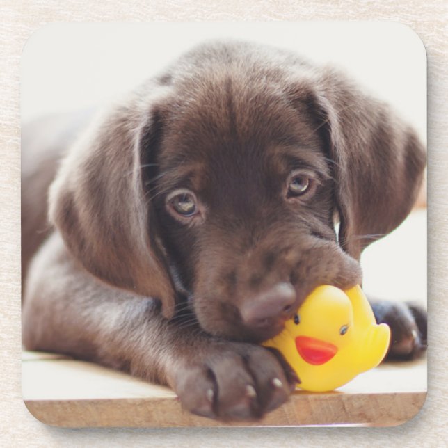 Niedliche Kleintiere | Chocolate Labrador Puppy Getränkeuntersetzer (Vorderseite)