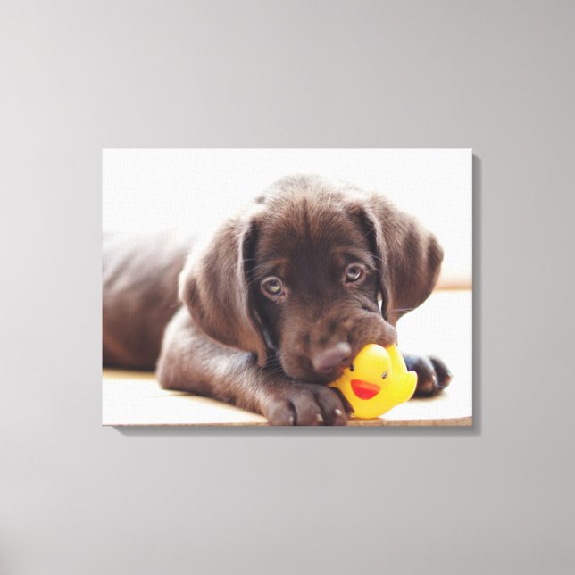 Niedliche Kleintiere | Chocolate Labrador Puppy Leinwanddruck (Vorderseite)