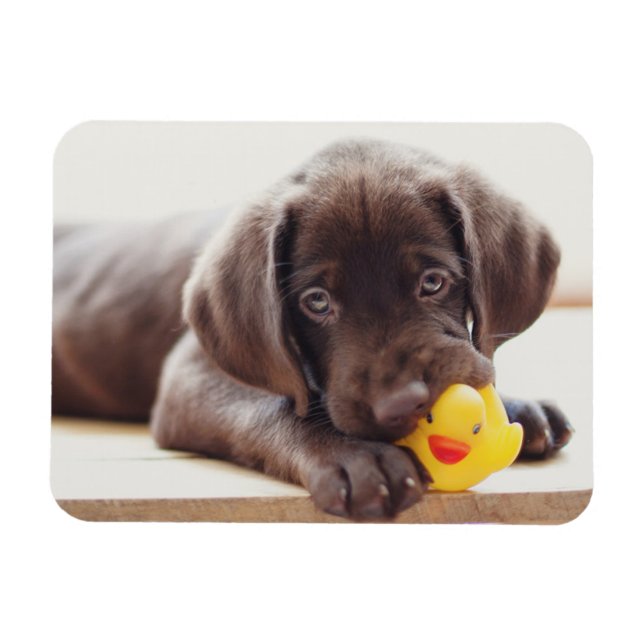 Niedliche Kleintiere | Chocolate Labrador Puppy Magnet (Horizontal)