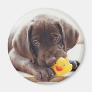 Niedliche Kleintiere   Chocolate Labrador Puppy Magnet
