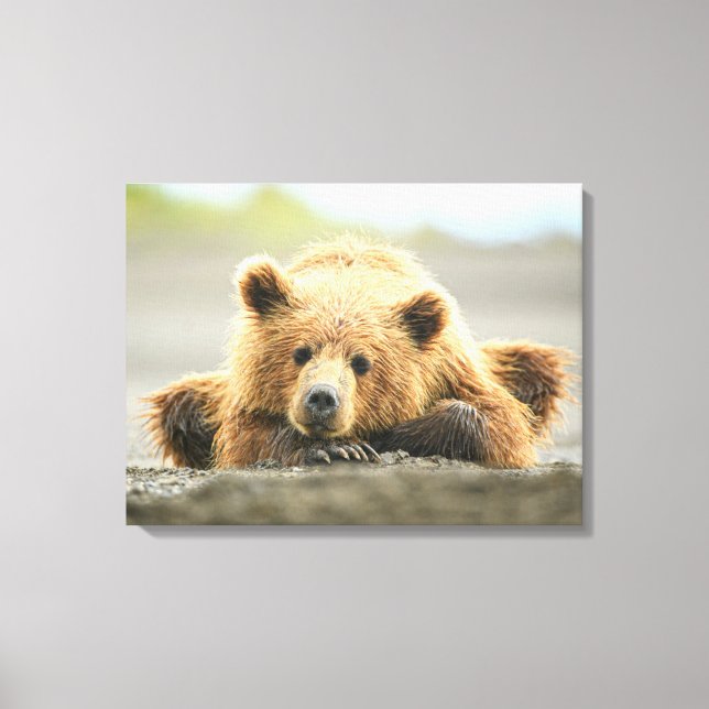 Niedliche Kleintiere | Coastal Brown Bären Cube Leinwanddruck (Vorderseite)