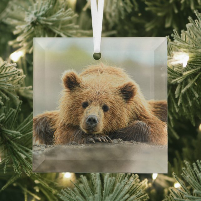 Niedliche Kleintiere | Coastal Brown Bären Cube Ornament Aus Glas (Insitu)