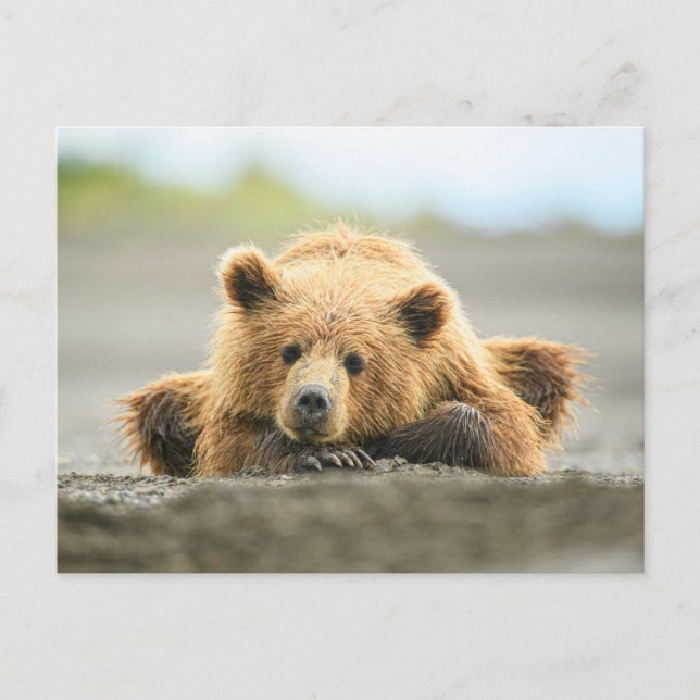Niedliche Kleintiere | Coastal Brown Bären Cube Postkarte (Vorderseite)