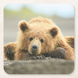 Niedliche Kleintiere Coastal Brown Bären Cube Rechteckiger Pappuntersetzer