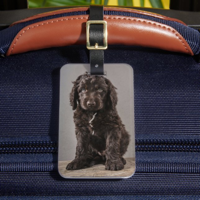 Niedliche Kleintiere | Cockapoo Welpe Gepäckanhänger (Vorderseite Insitu 2)