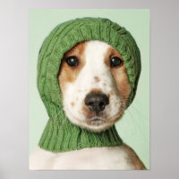 Niedliche Kleintiere | Cocker Spaniel Puppy