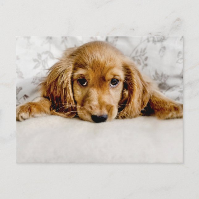 Niedliche Kleintiere | Cocker Spaniel Puppy Postkarte (Vorderseite)