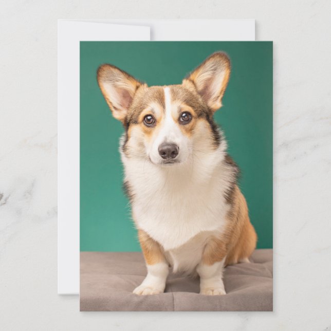 Niedliche Kleintiere | Corgi auf Aquamarin Dankeskarte (Vorderseite)