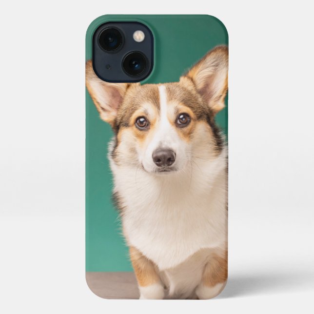 Niedliche Kleintiere | Corgi auf Aquamarin iPhone Hülle (Rückseite)