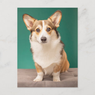 Niedliche Kleintiere Corgi auf Aquamarin Postkarte