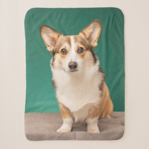 Niedliche Kleintiere Corgi auf Aquamarin Sherpadecke