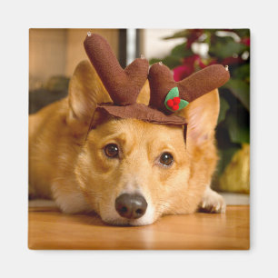 Niedliche Kleintiere   Corgi Christmas Reindeer Magnet
