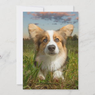Niedliche Kleintiere Corgi in Cloudy Yard Dankeskarte