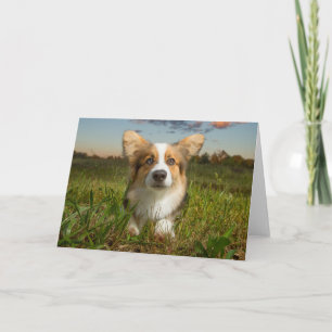 Niedliche Kleintiere Corgi in Cloudy Yard Karte