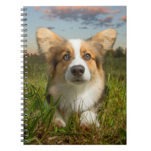 Niedliche Kleintiere Corgi in Cloudy Yard Notizblock