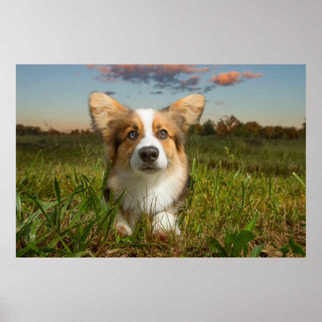 Niedliche Kleintiere | Corgi in Cloudy Yard Poster (Vorne)
