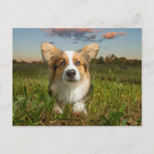 Niedliche Kleintiere Corgi in Cloudy Yard Postkarte