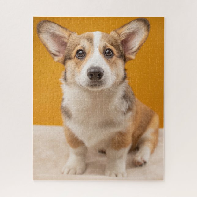 Niedliche Kleintiere | Corgi Portrait auf Orange (Vertikal)