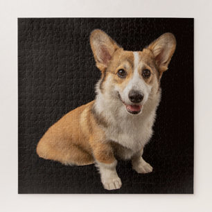 Niedliche Kleintiere   Corgi-Portrait auf Schwarz