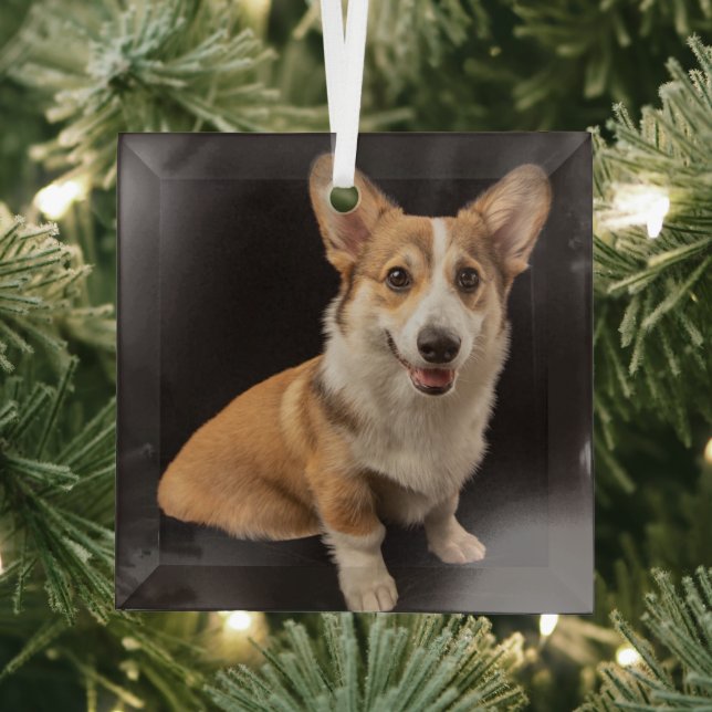 Niedliche Kleintiere | Corgi-Portrait auf Schwarz Ornament Aus Glas (Insitu)
