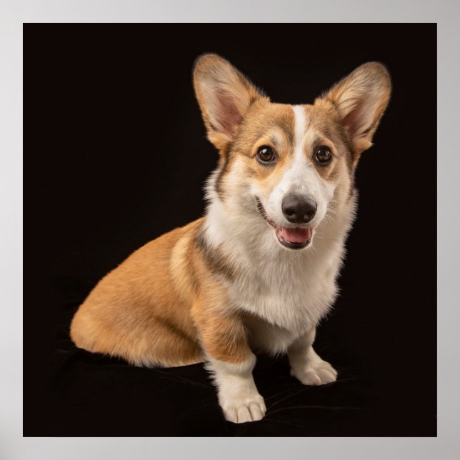 Niedliche Kleintiere | Corgi-Portrait auf Schwarz Poster (Vorne)