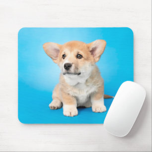 Niedliche Kleintiere   Corgi Puppy auf blau Mousepad
