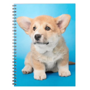 Niedliche Kleintiere Corgi Puppy auf blau Notizblock