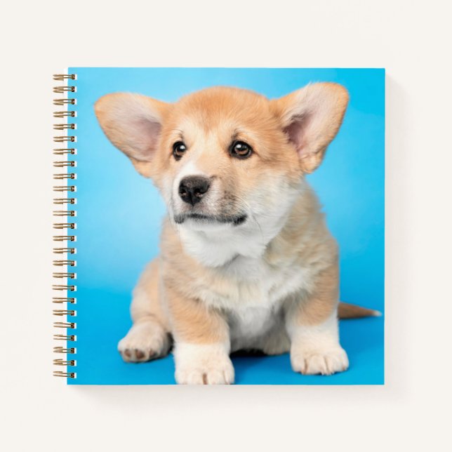 Niedliche Kleintiere | Corgi Puppy auf blau Notizbuch (Vorderseite)