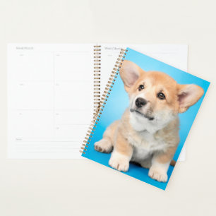 Niedliche Kleintiere Corgi Puppy auf blau Planer