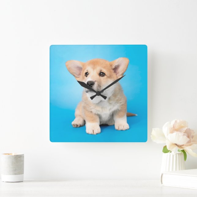 Niedliche Kleintiere | Corgi Puppy auf blau Quadratische Wanduhr (Zuhause)