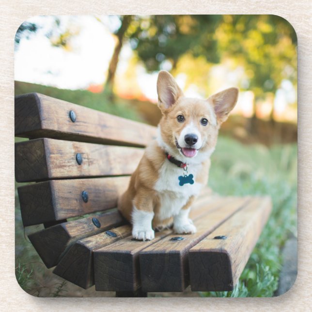 Niedliche Kleintiere | Corgi Puppy auf einer Parkb Getränkeuntersetzer (Vorderseite)