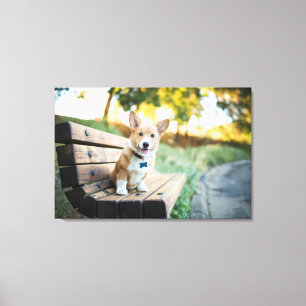 Niedliche Kleintiere Corgi Puppy auf einer Parkb Leinwanddruck