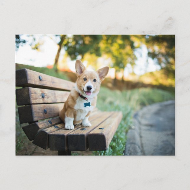 Niedliche Kleintiere | Corgi Puppy auf einer Parkb Postkarte (Vorderseite)