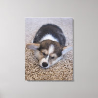 Niedliche Kleintiere | Corgi Puppy auf Shag Rug