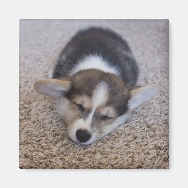 Niedliche Kleintiere | Corgi Puppy auf Shag Rug Magnet (Vorne)