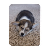 Niedliche Kleintiere | Corgi Puppy auf Shag Rug