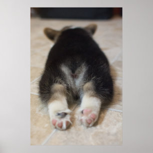 Niedliche Kleintiere   Corgi Puppy Behind Poster
