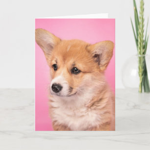 Niedliche Kleintiere Corgi Puppy in Pink Karte