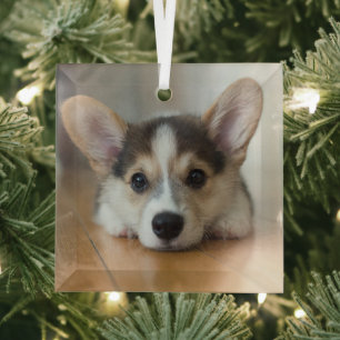 Niedliche Kleintiere   Corgi Puppy Looking Ornament Aus Glas