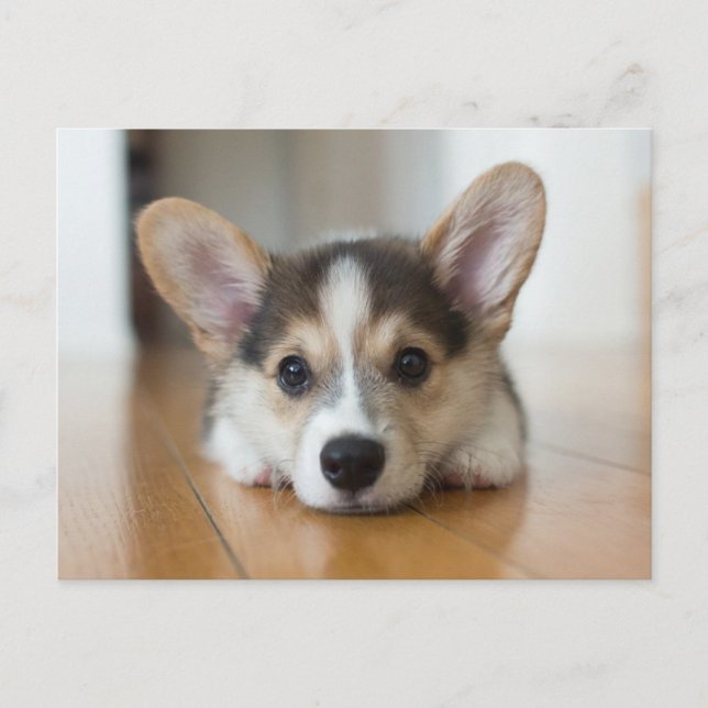 Niedliche Kleintiere | Corgi Puppy Looking Postkarte (Vorderseite)